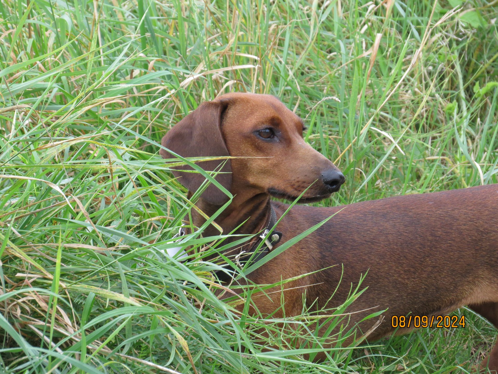 Bild von Hund 111