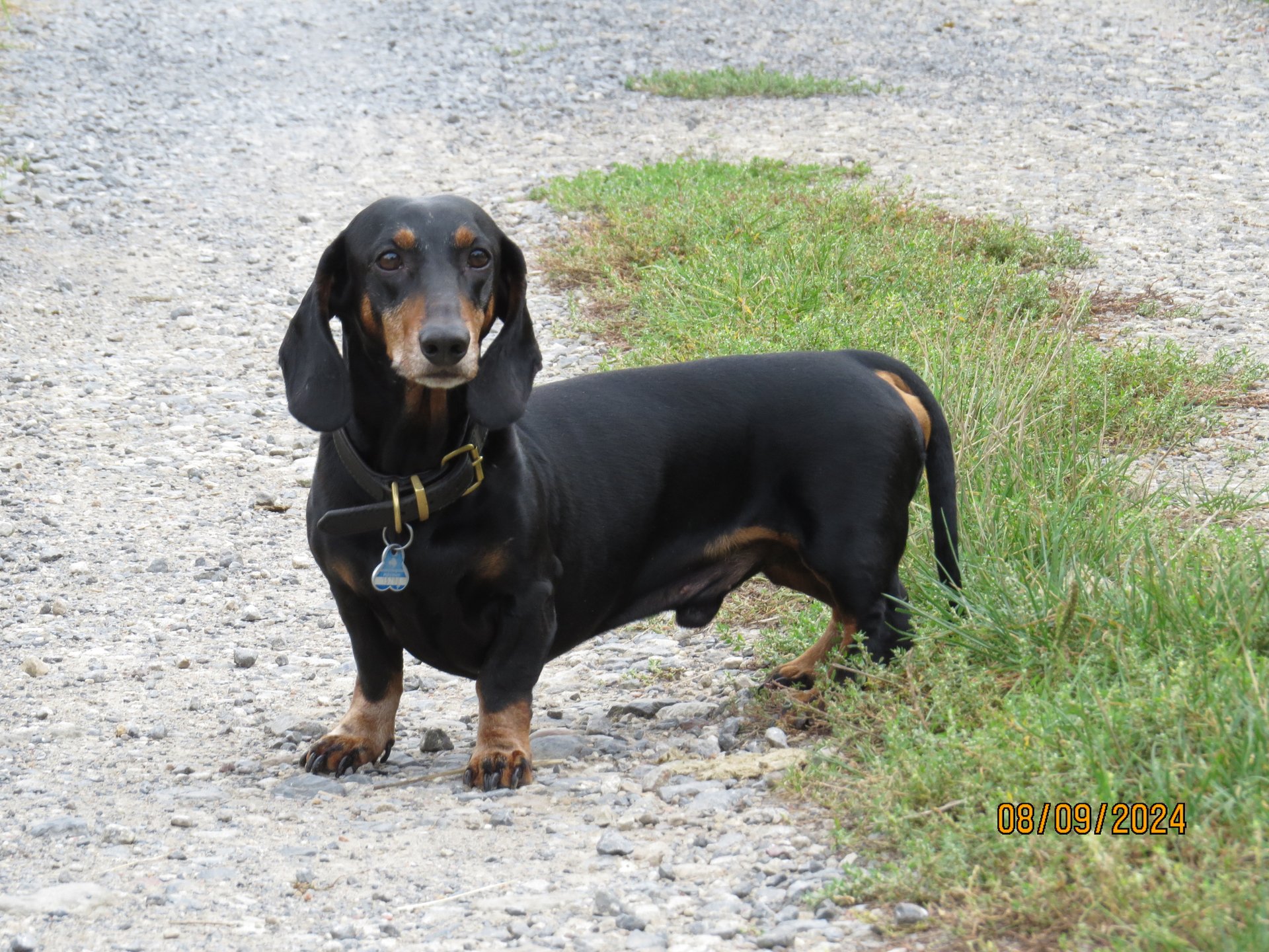 Bild von Hund 29