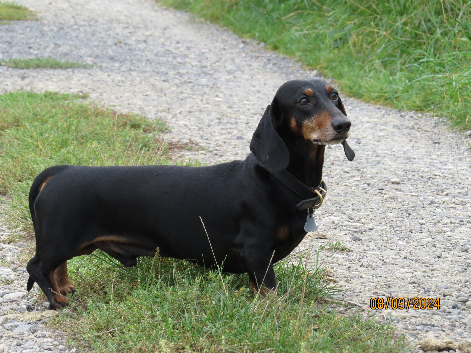 Bild von Hund 133