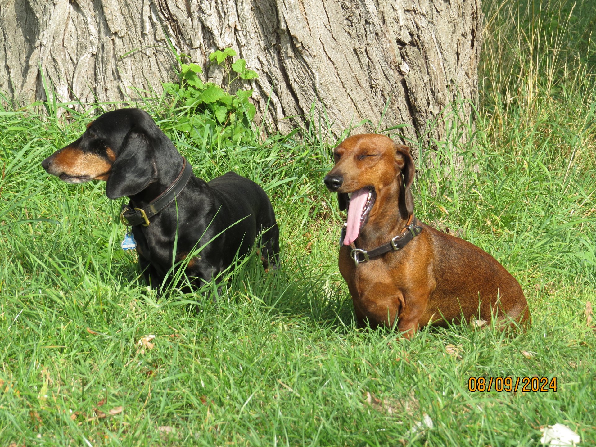 Bild von Hund 57