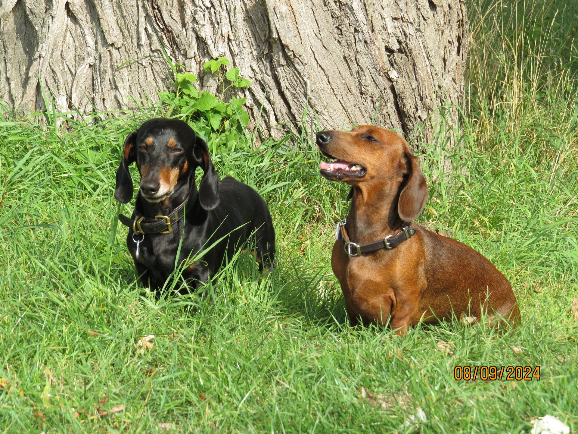 Bild von Hund 97