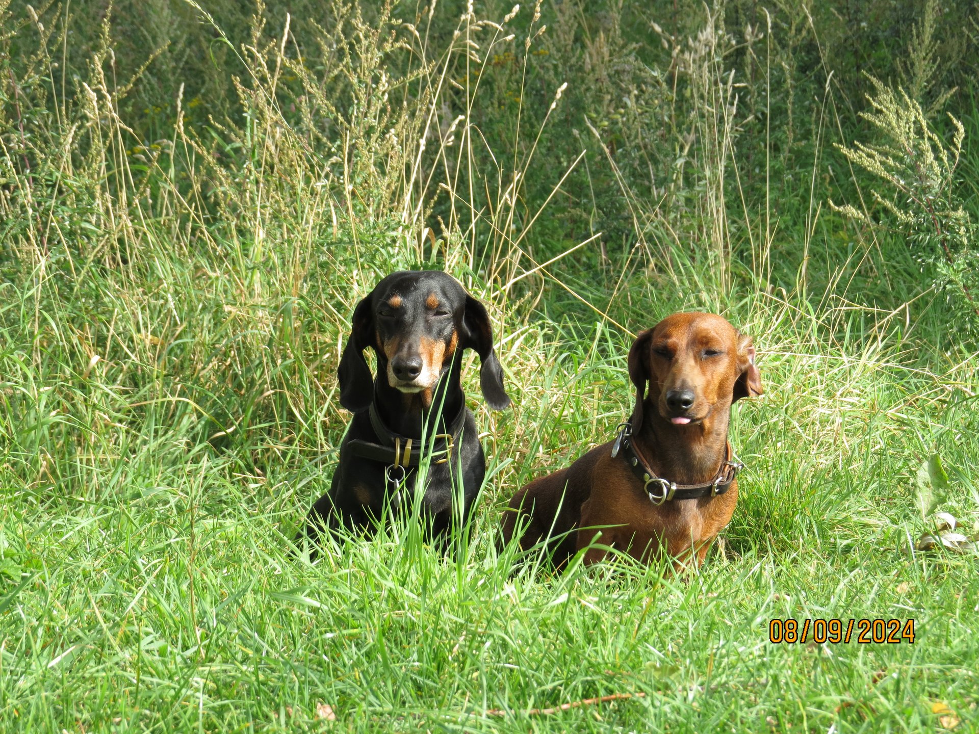 Bild von Hund 110