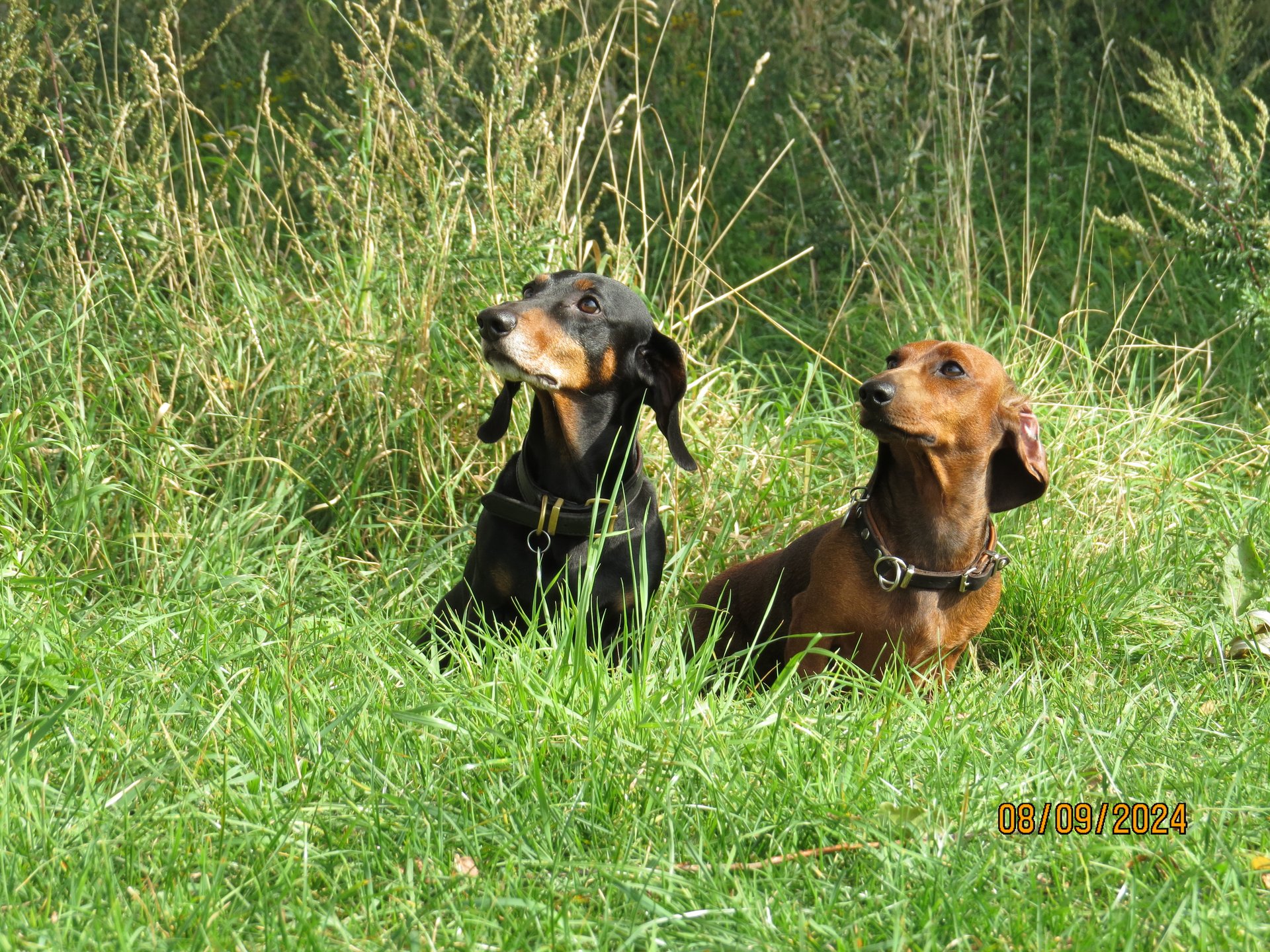 Bild von Hund 6