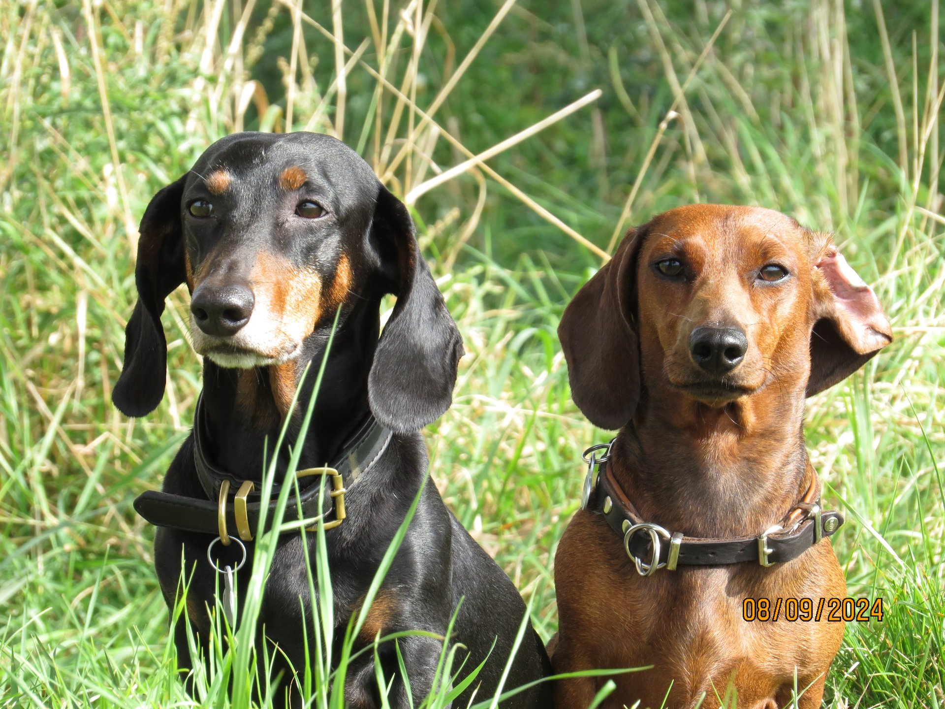 Bild von Hund 123