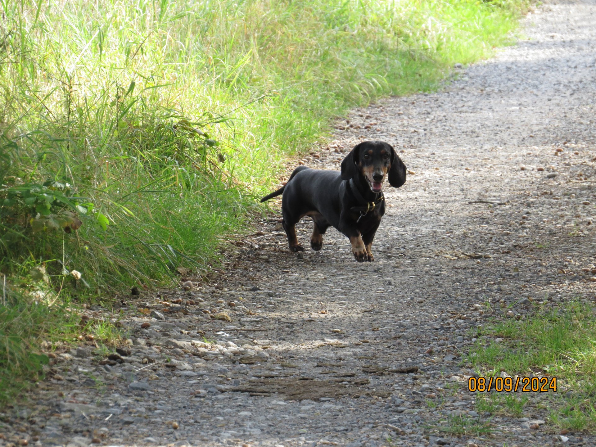 Bild von Hund 70