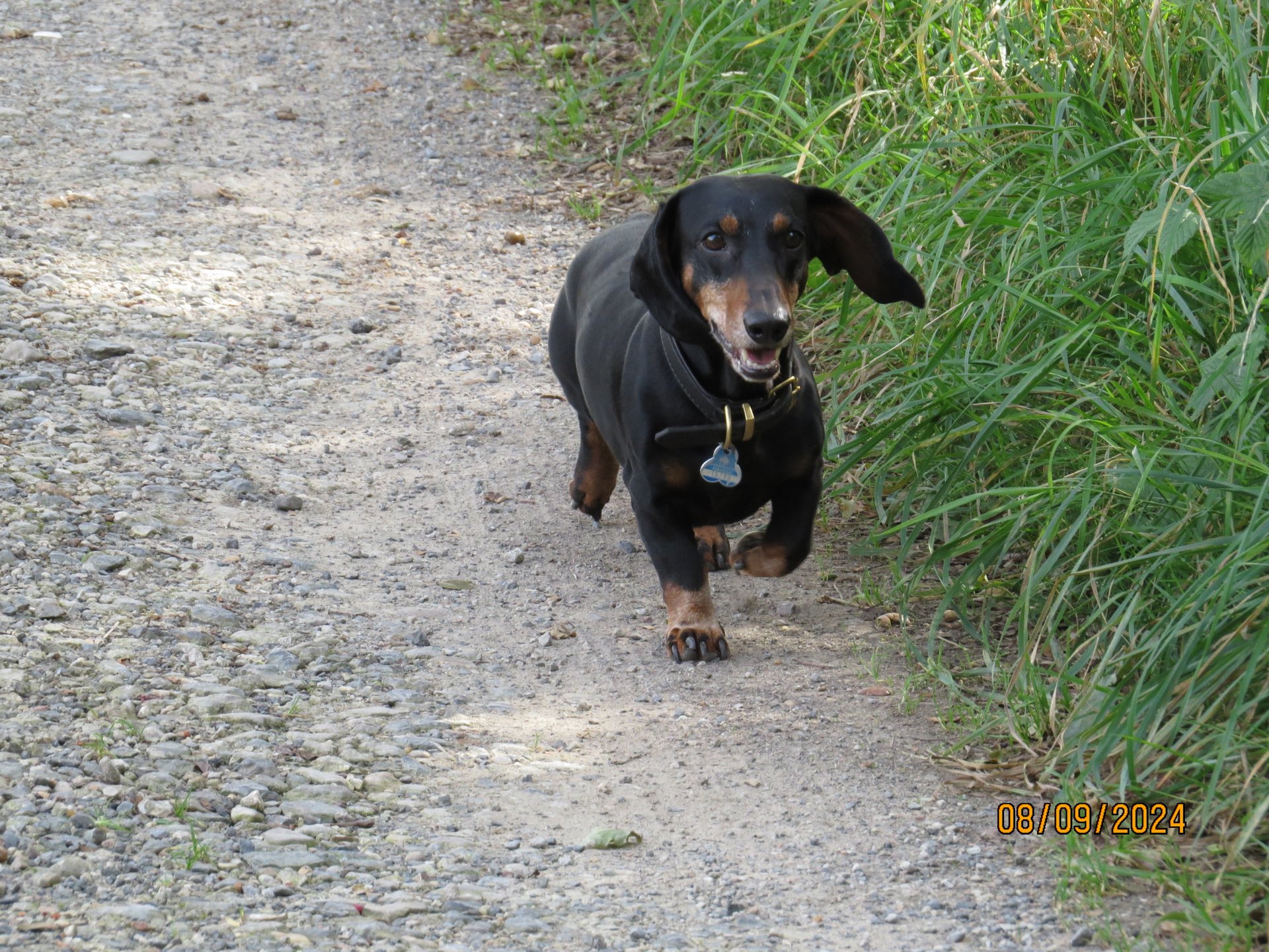 Bild von Hund 7