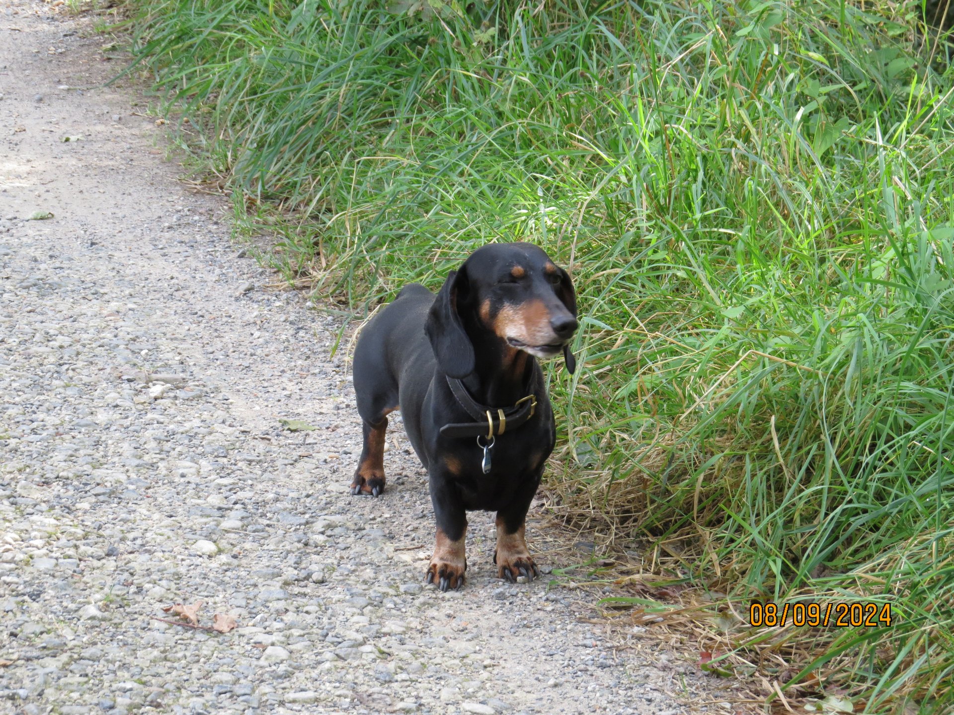 Bild von Hund 12