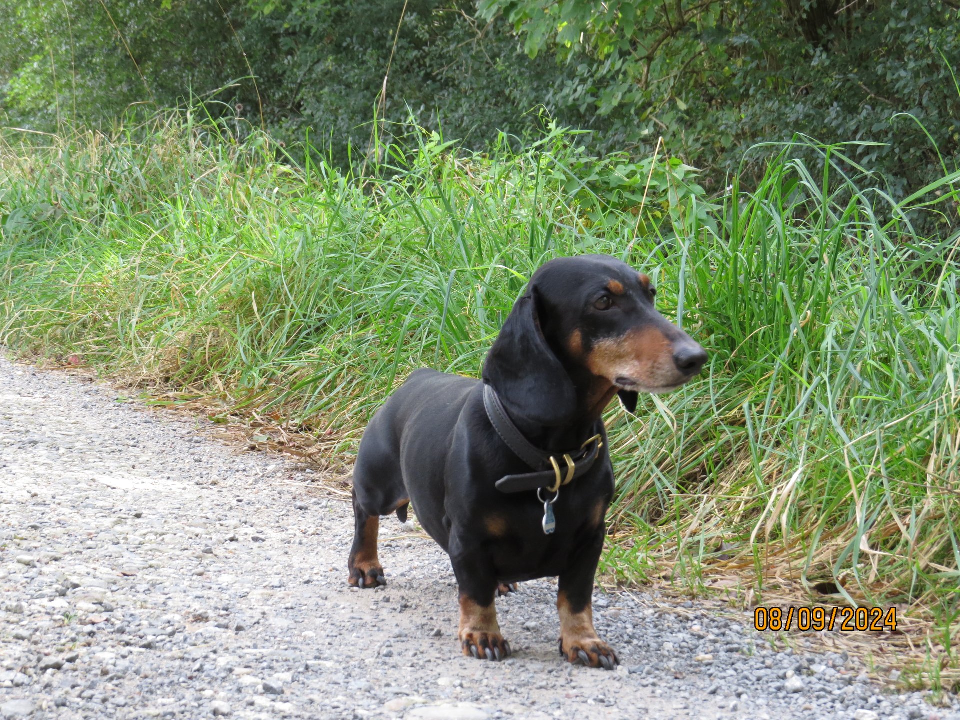 Bild von Hund 3