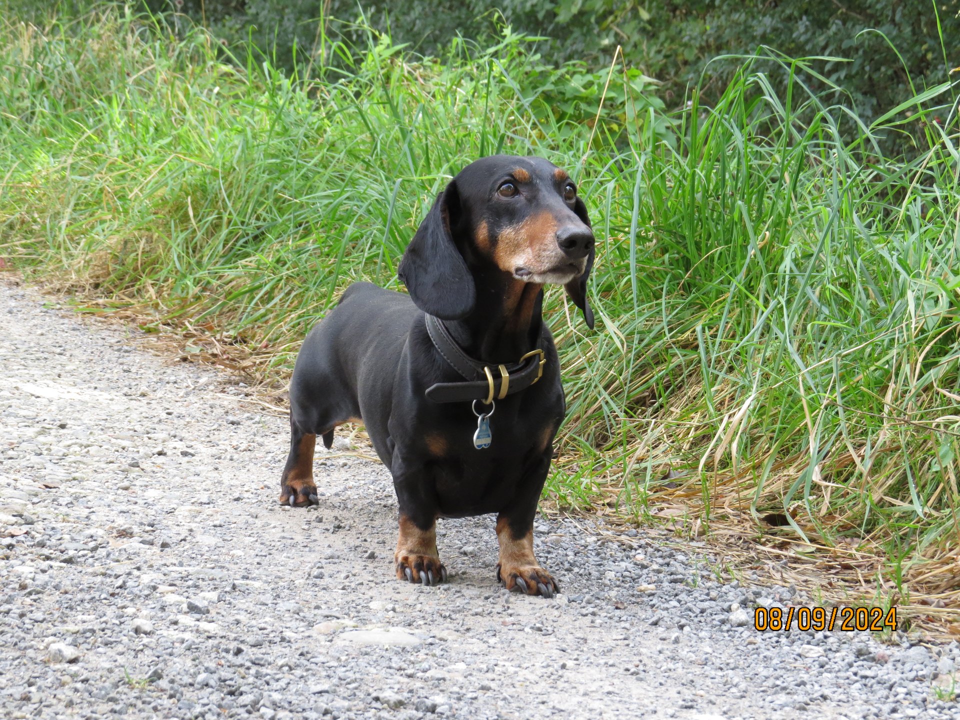Bild von Hund 25
