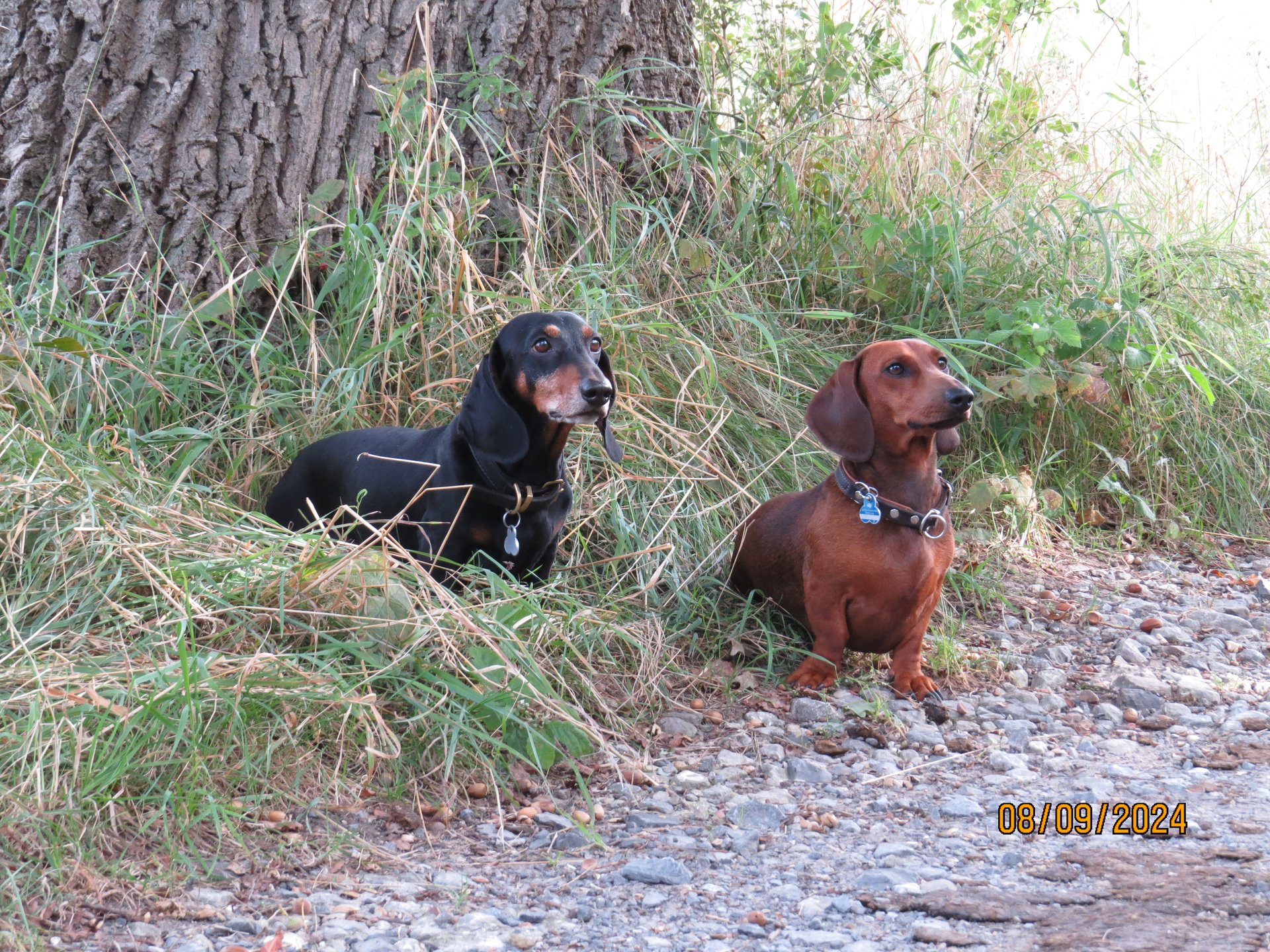 Bild von Hund 56
