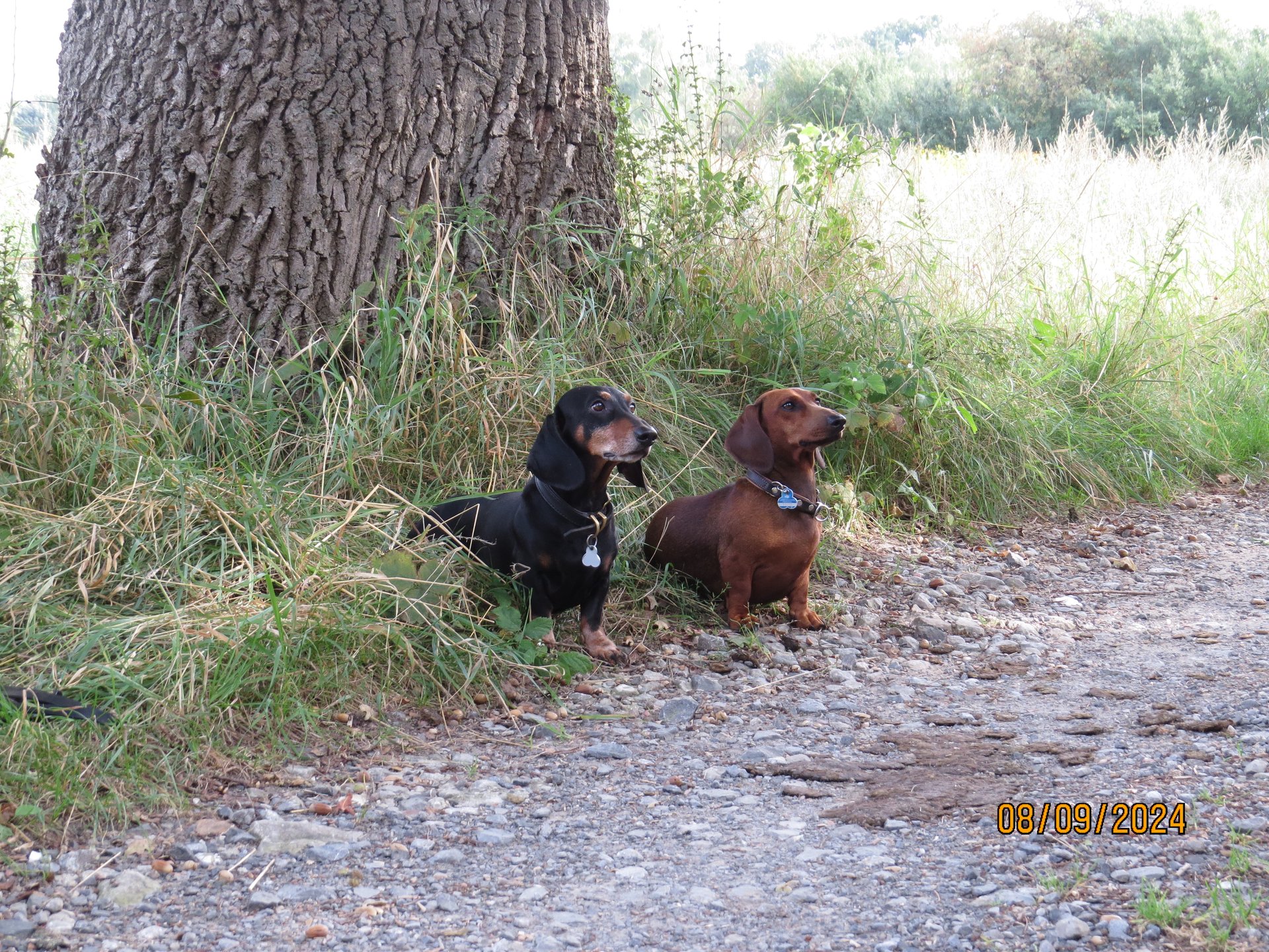 Bild von Hund 94