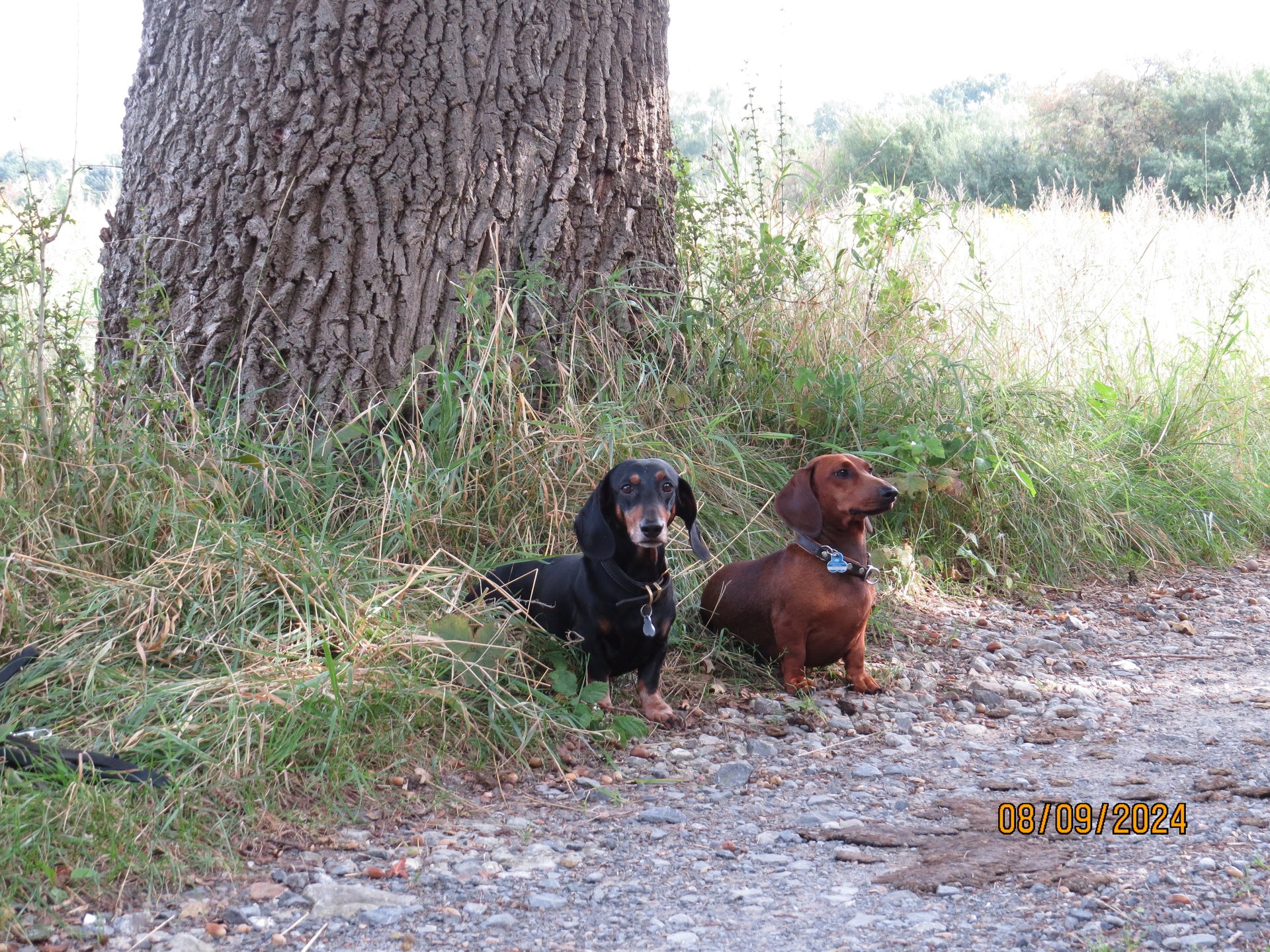 Bild von Hund 124