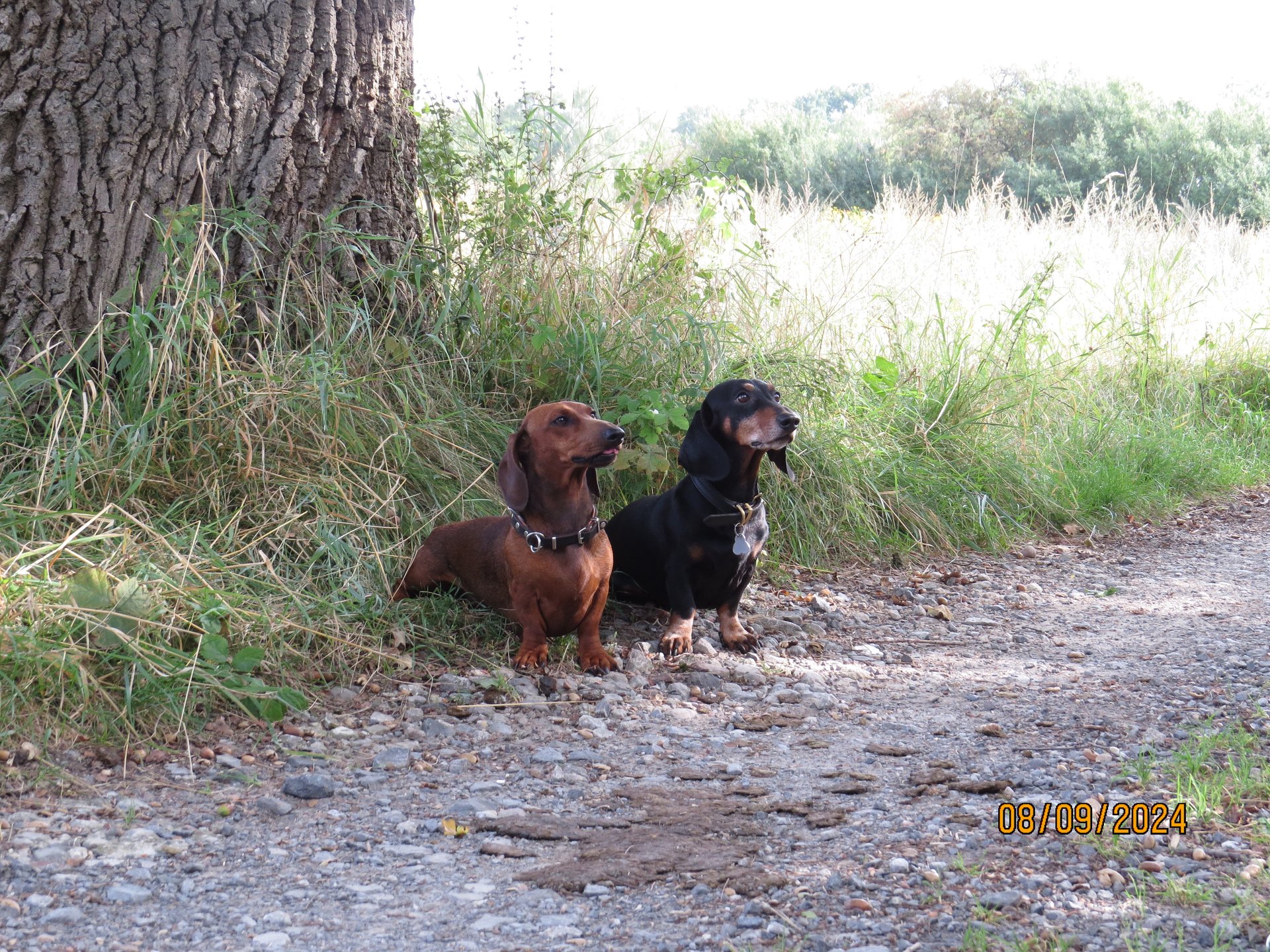 Bild von Hund 67