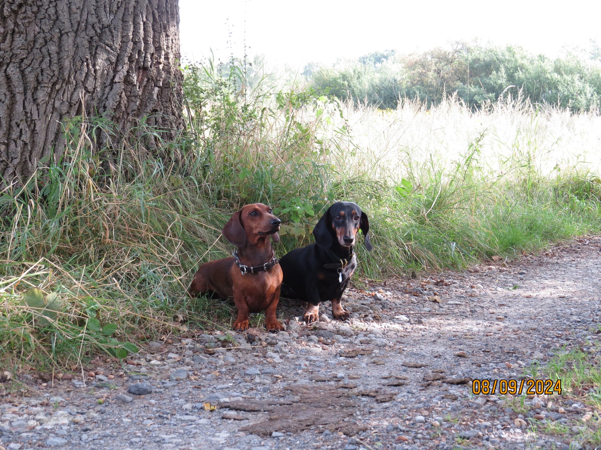 Bild von Hund 2