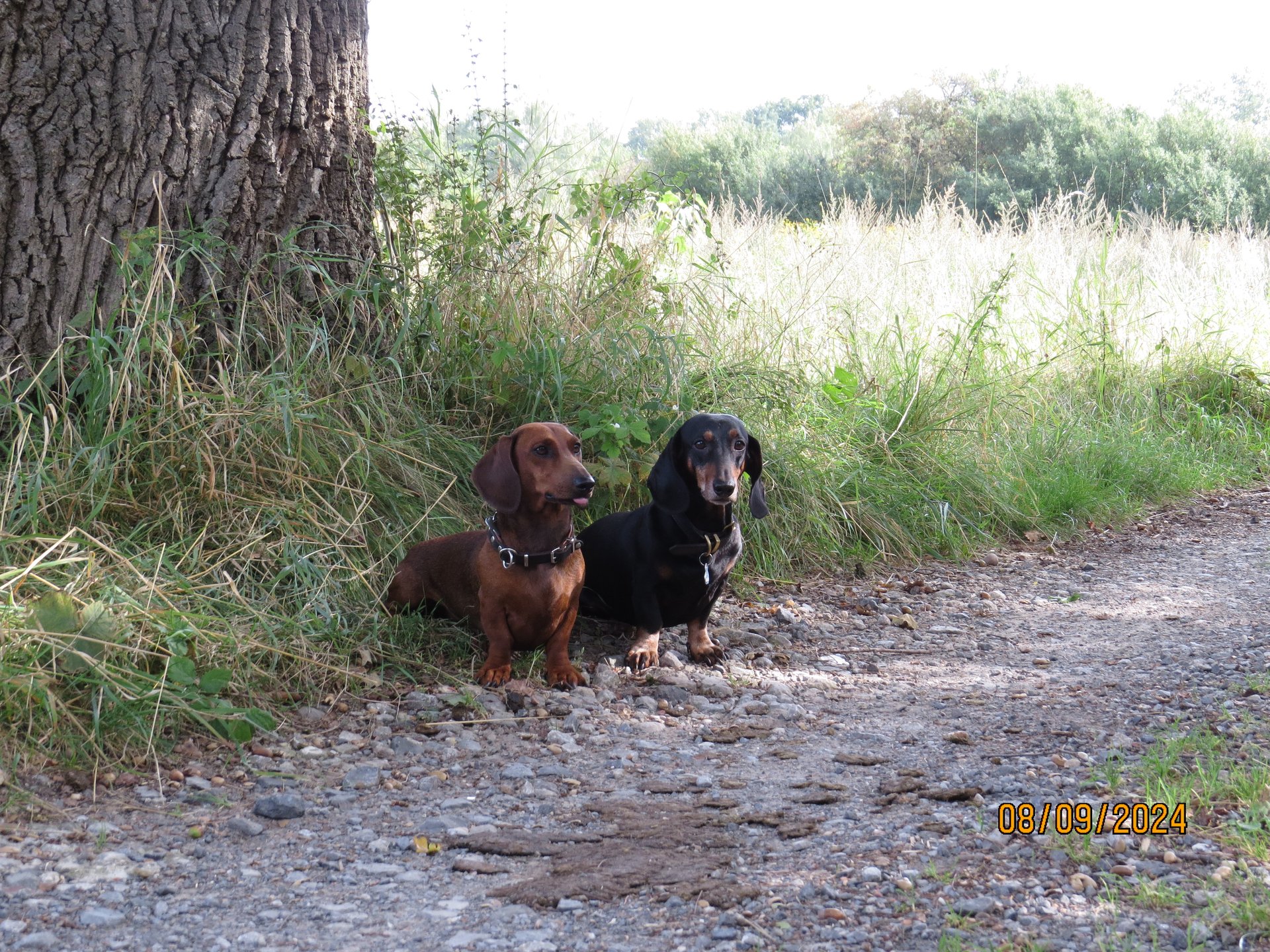 Bild von Hund 51