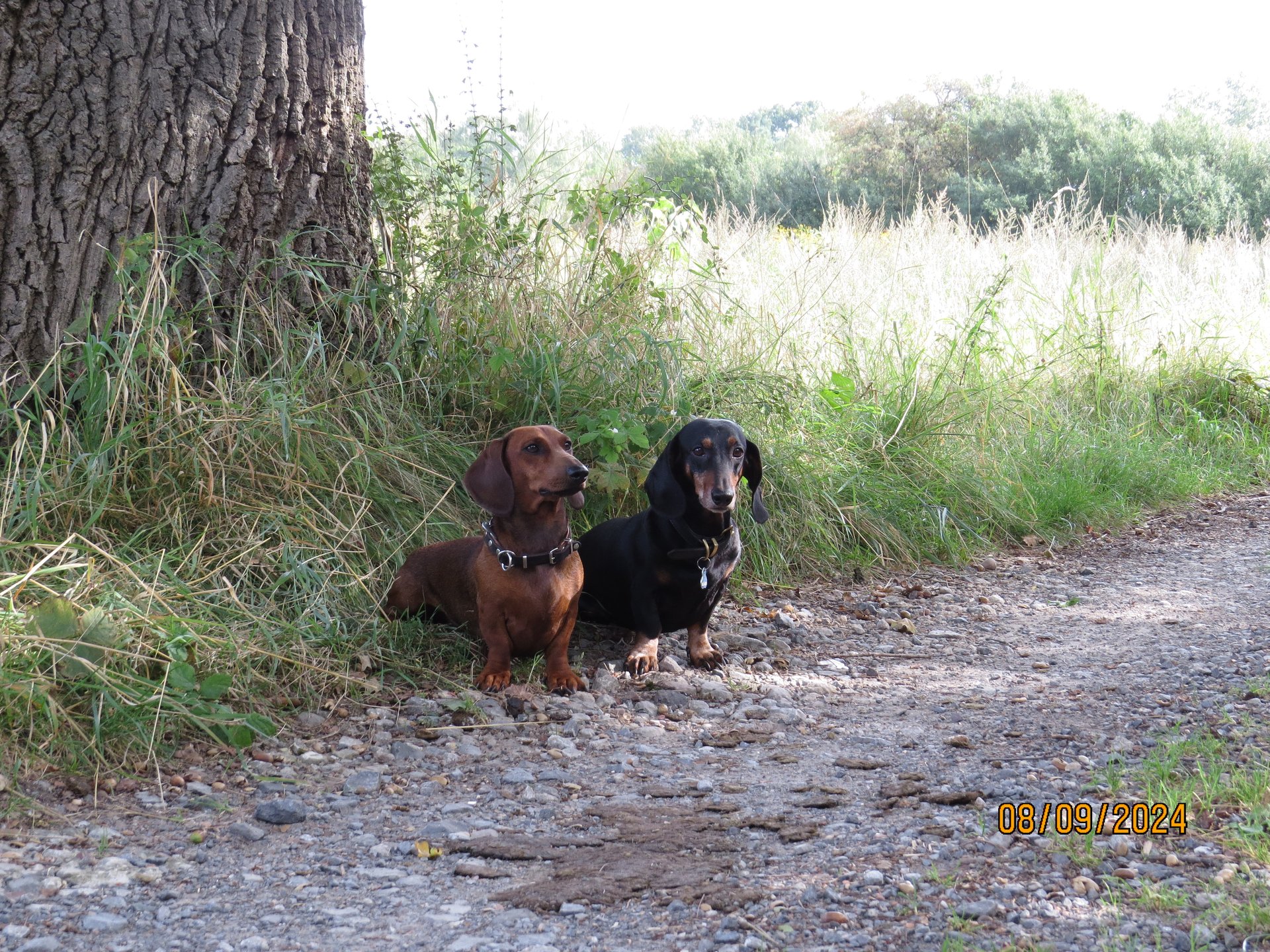 Bild von Hund 79