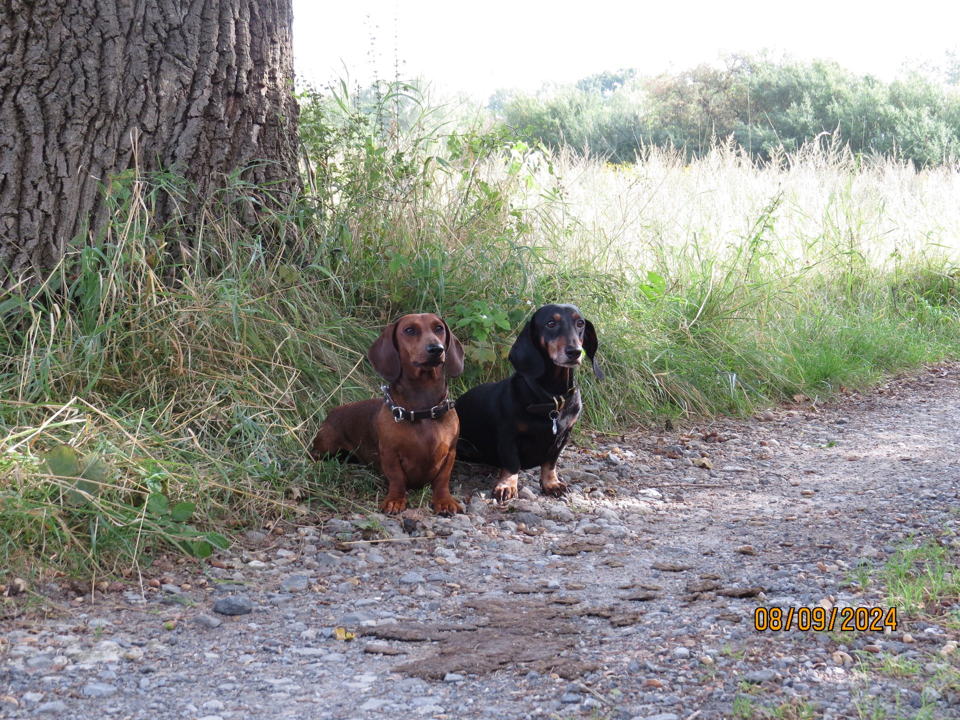 Bild von Hund 21