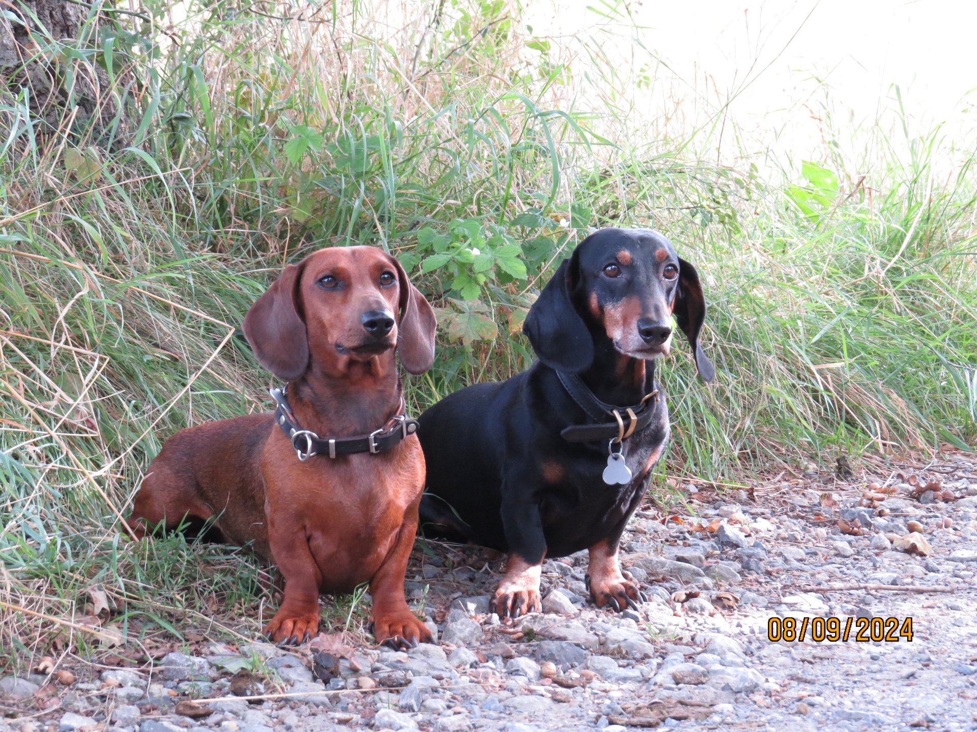Bild von Hund 49