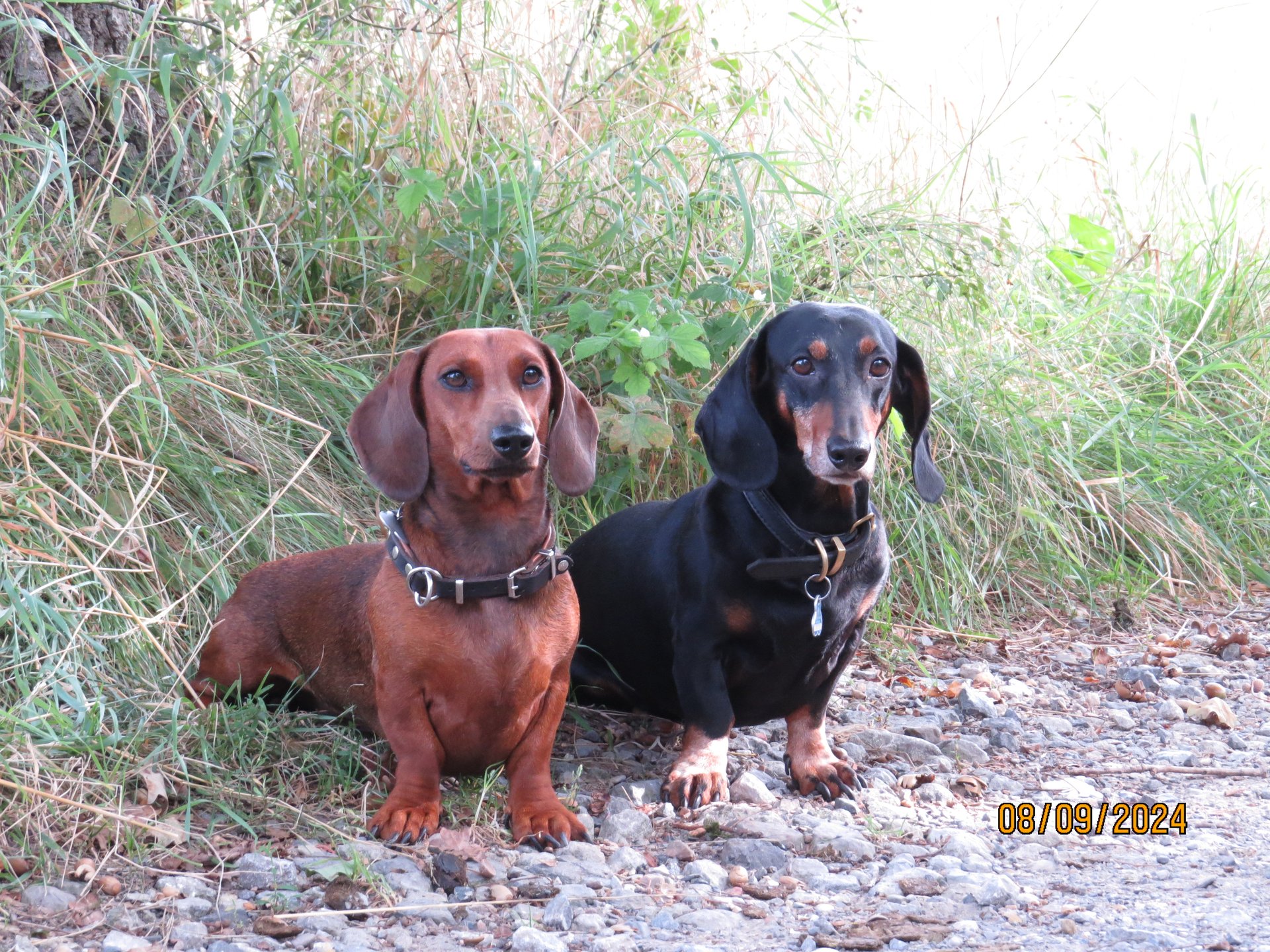 Bild von Hund 55