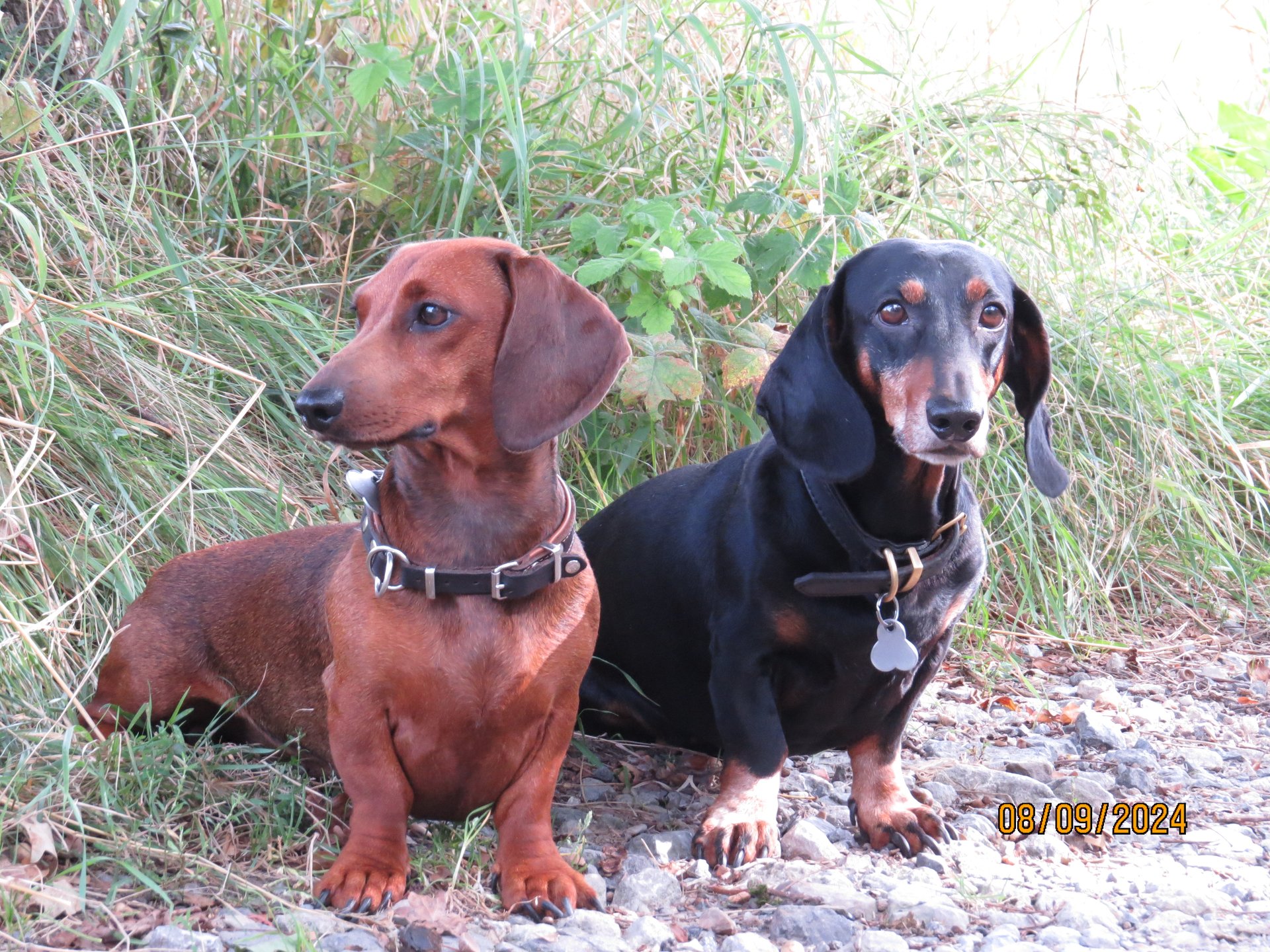 Bild von Hund 45
