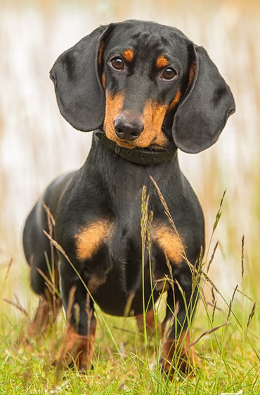 Bild von Kasimir dem Hund