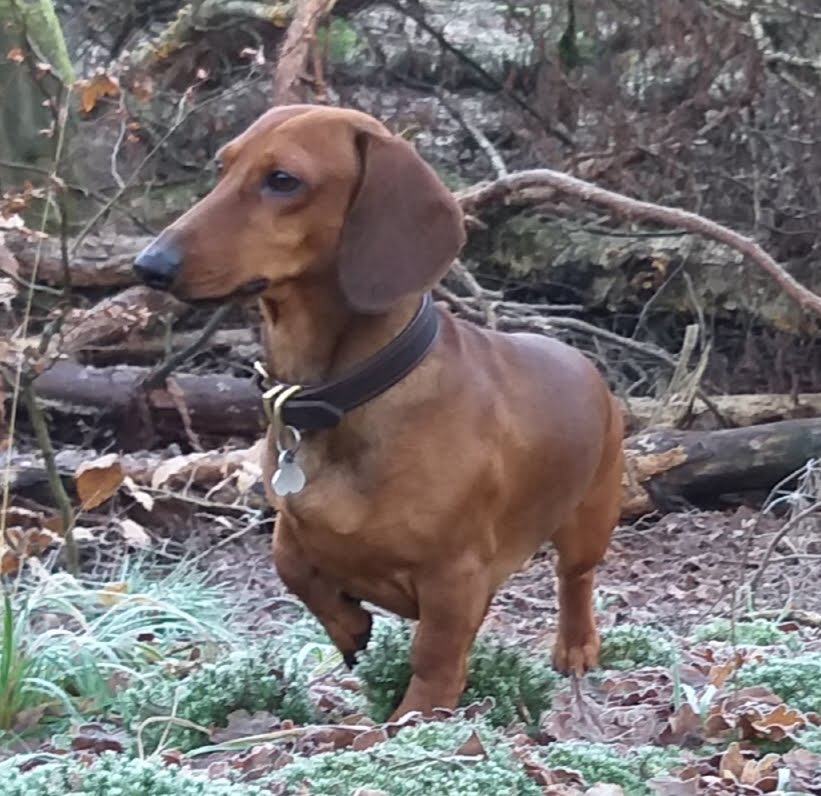 Bild von Napoleon